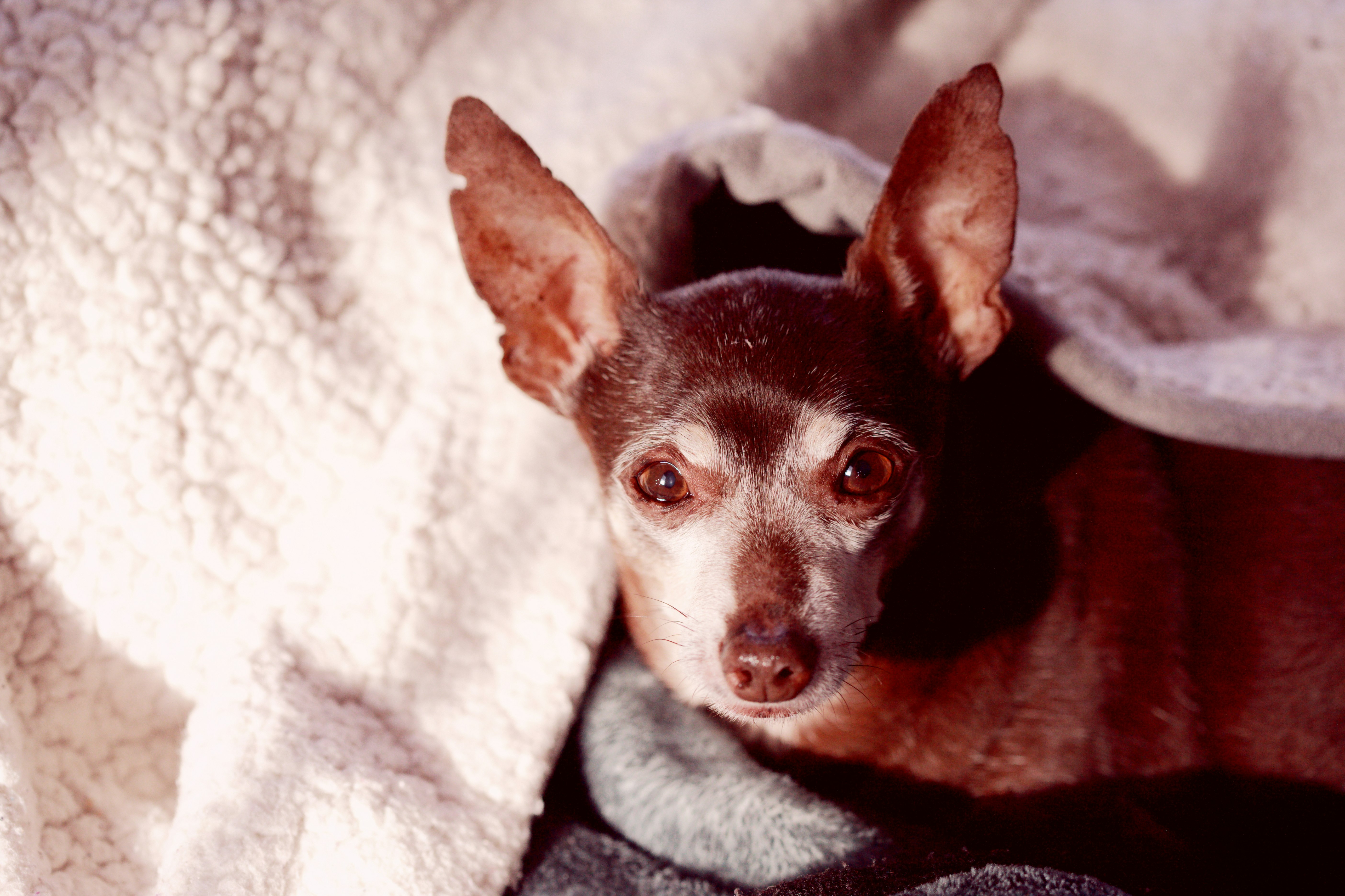 black and brown chihuahua on white textile